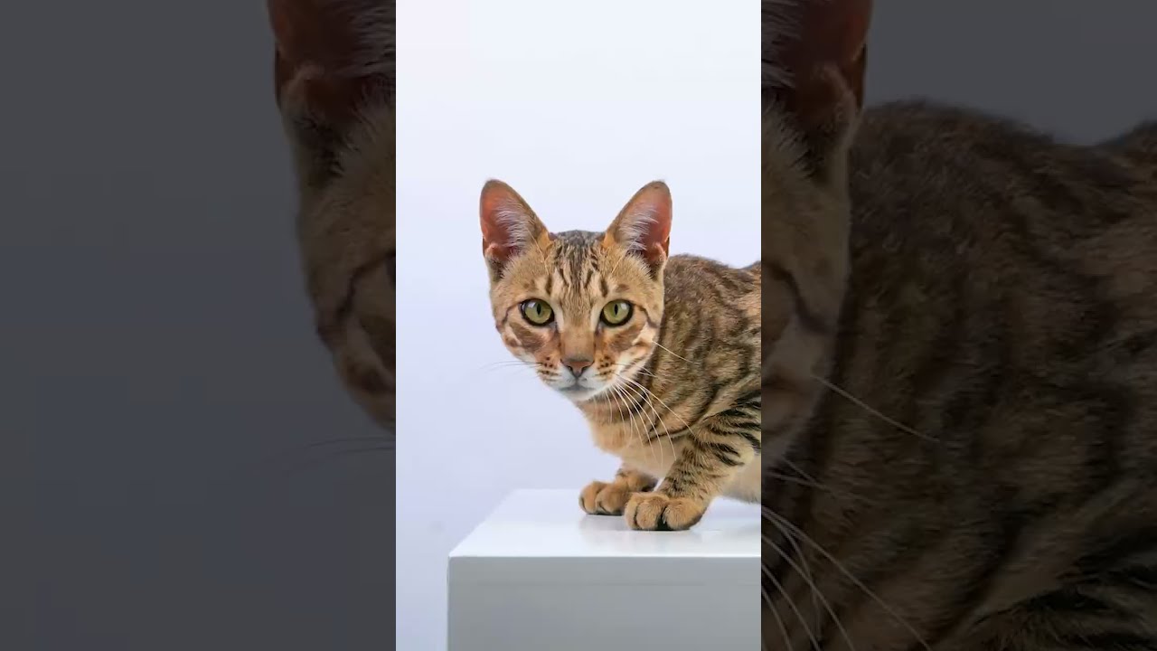 Flash Cut Animaux