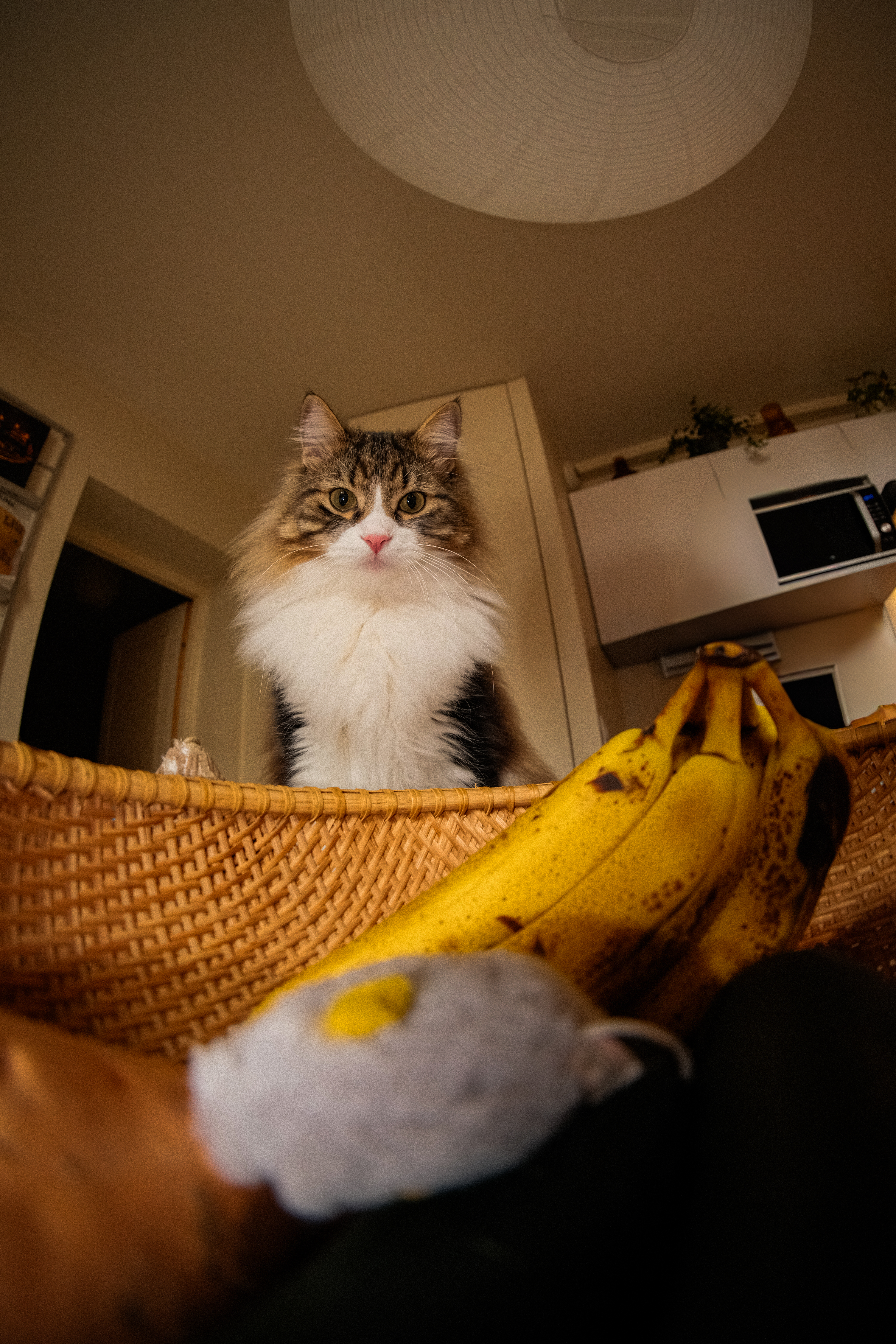 Chat – 3