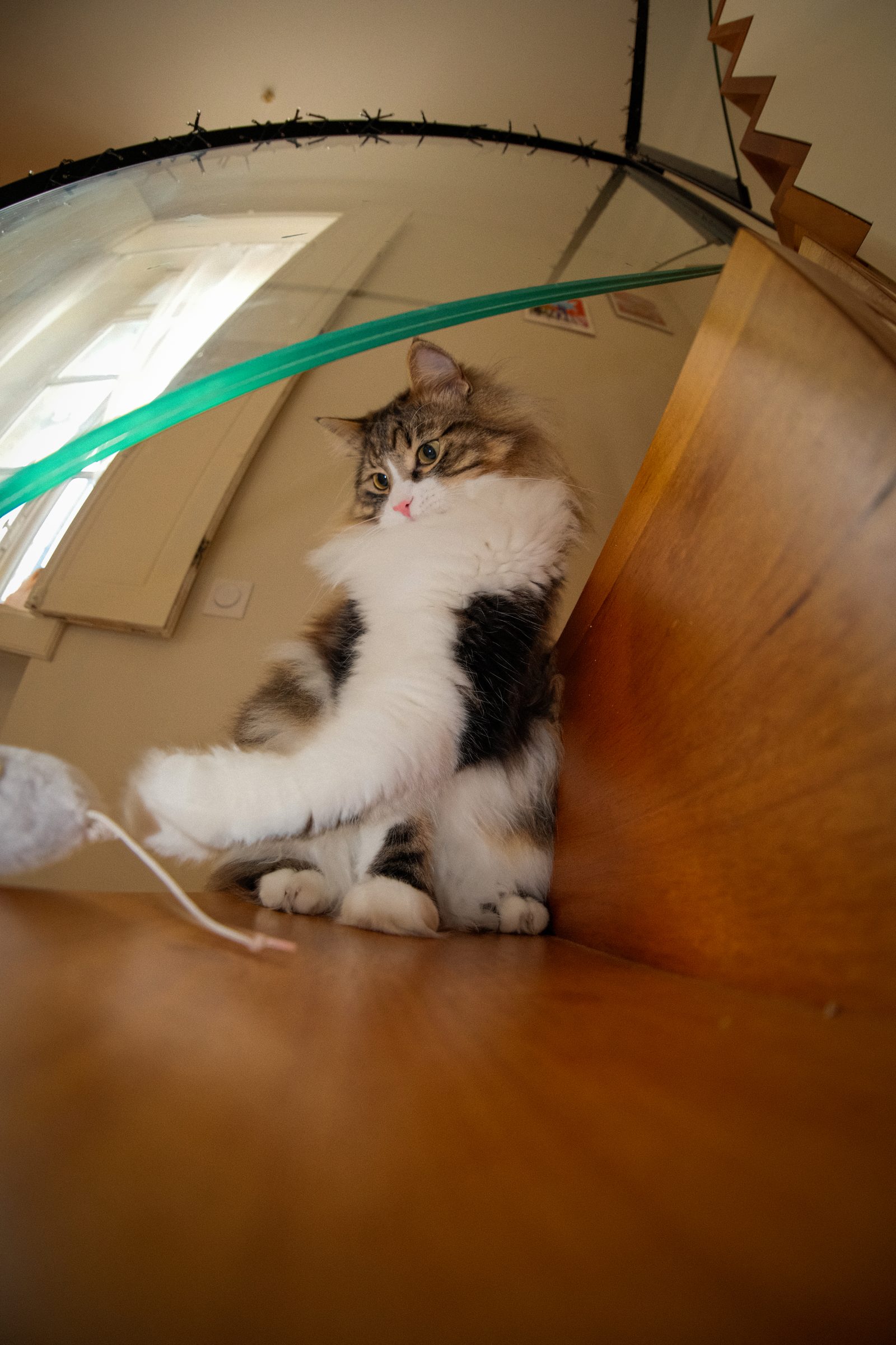 Un chat assis sous une table de verre
