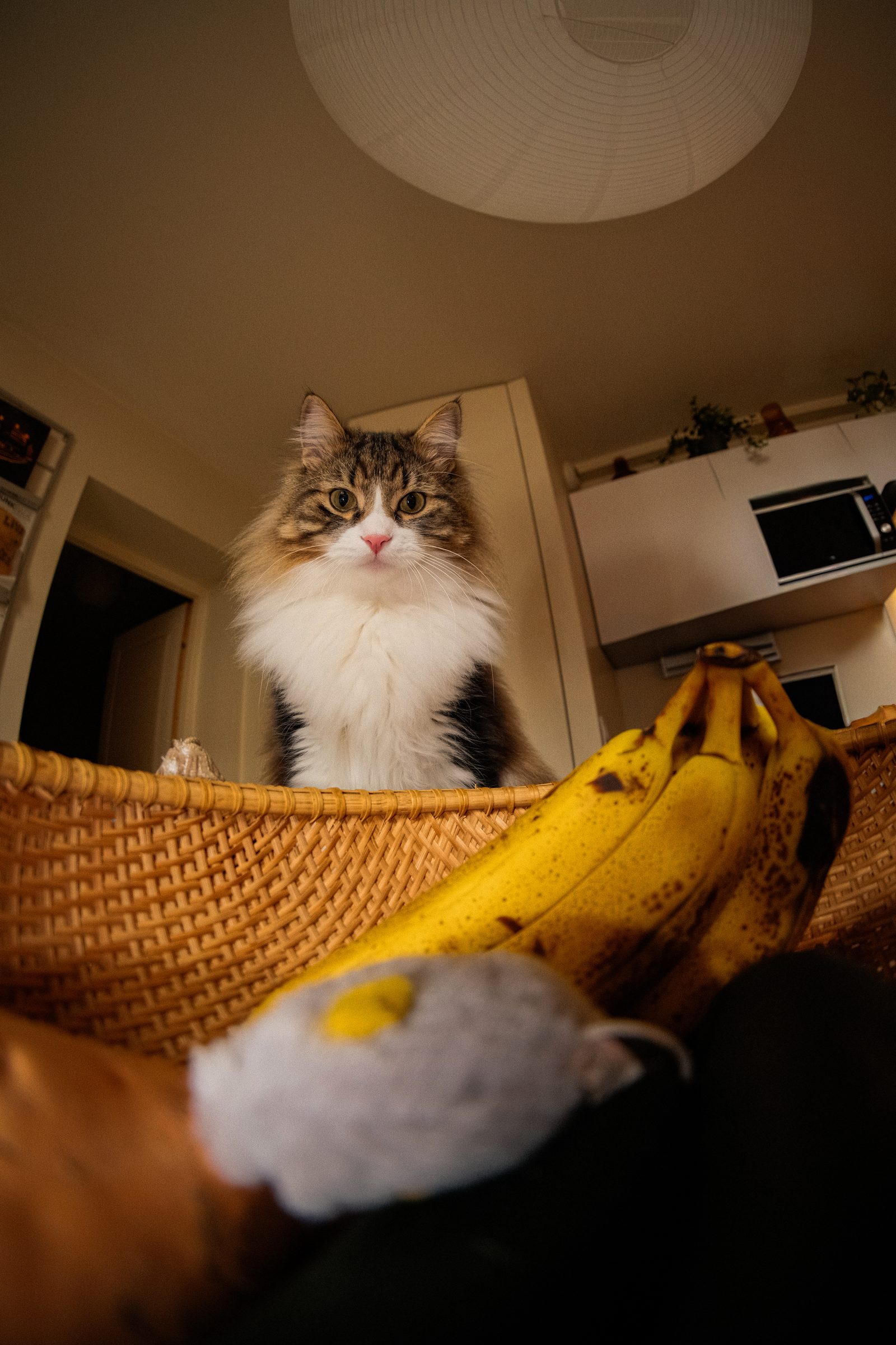 Un chat vu d’en bas, derrière une corbeille et des bananes