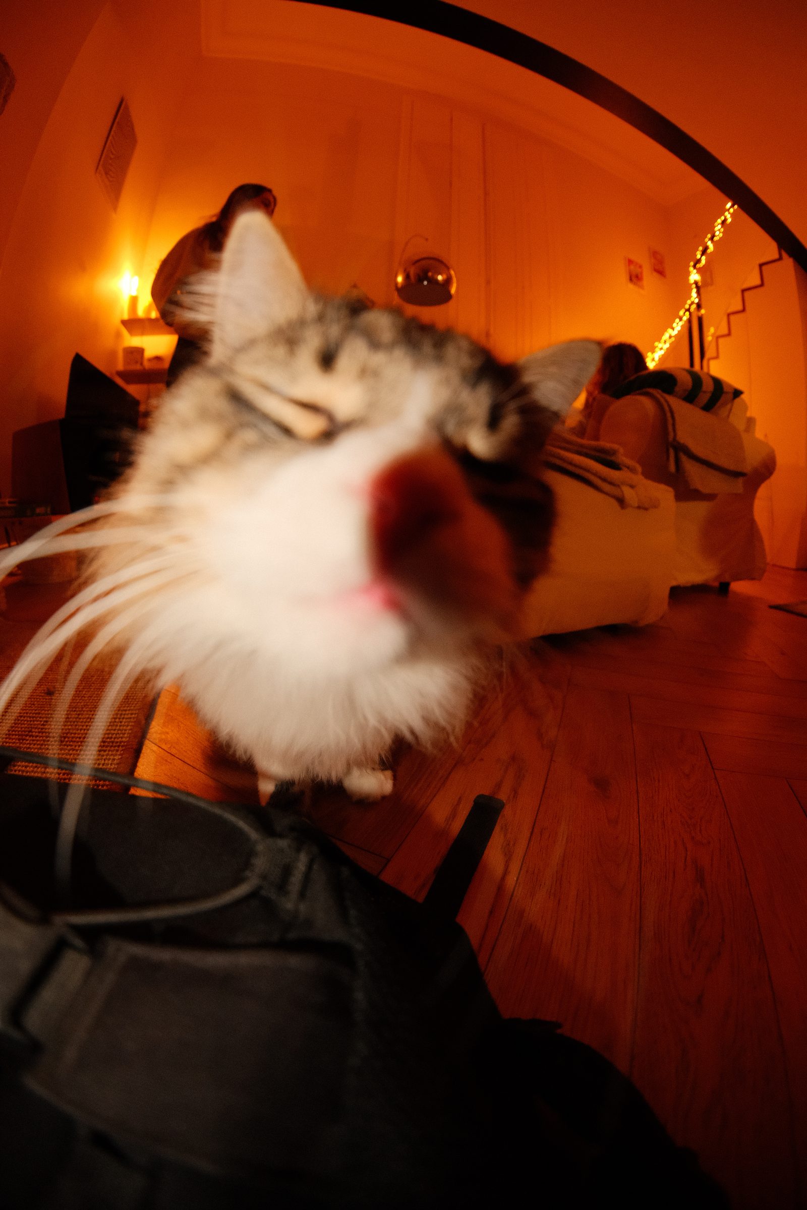 Un chat très proche de l’objectif dans un intérieur orange