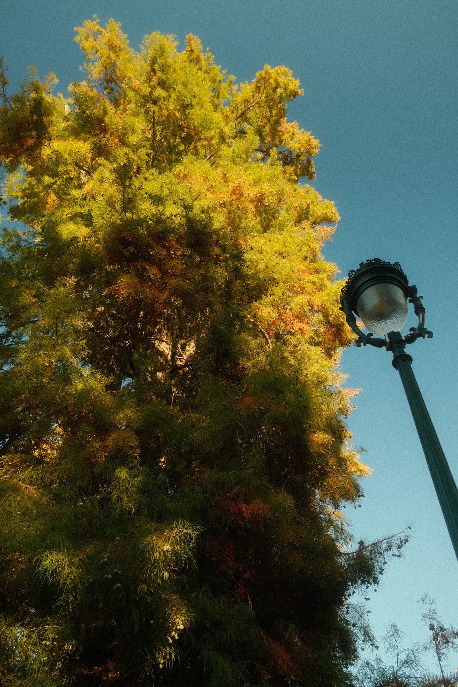 Un arbre jaune et un réverbère devant le ciel bleu